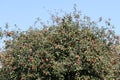 Crown of apple-tree with red apples and green leaves against blue sky Royalty Free Stock Photo