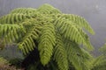 Crown of the Australian tree fern in the mist Royalty Free Stock Photo