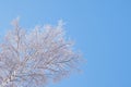 Crown of birch against blue clear sky in winter. Bottom view. Fluffy fresh snow lies on branches of tree. Background with copy Royalty Free Stock Photo