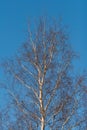 Crown of birch on a background of blue April sky
