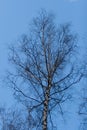 Crown of birch on a background of blue April sky