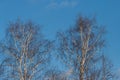 Crown of birch on a background of blue April sky