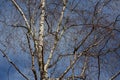 Crown birch, blue stormy sky