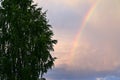 crown of birch tree on the background of cloudy sky and rainbow. Beautiful natural phenomena. Royalty Free Stock Photo