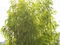 Crown birch trees against the sky, young juicy green leaves on branches on a Sunny day