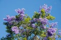 Crown of a blooming jacaranda tree and blue sky