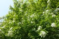 Crown of blossoming apple in April