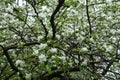 Crown of blossoming apple in spring orchard