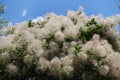 Crown of European smoketree against blue sky in June