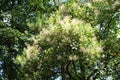 Crown of blossoming European smoketree in July
