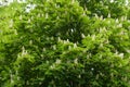 Crown of blossoming horse chestnut in May