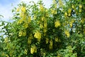 Crown of blossoming Laburnum anagyroides bush in May
