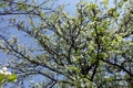 Crown of blossoming pear tree against the sky