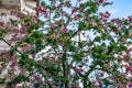 Crown of the Ceiba speciosa tree with large pink flowers, cotton or silk fruits, green foliage and large prickles on the branches