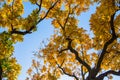 Crown Of Centuries-Old Oak Quercus. Yellow Oak tree top in the forest, blue sky and sunlight. Royalty Free Stock Photo