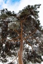 the crown of the climbing pine is covered with snow