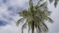 The crown of a coconut palm against a background of blue sky Royalty Free Stock Photo