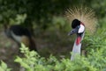 Crown crane