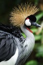 Crown crane