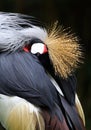 Crown crane