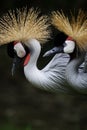 Crown crane