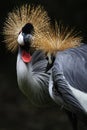 Crown crane