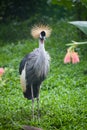 Crown crane