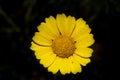 Crown daisy flower, Chrysanthemum coronarium, Glebionis coronaria, Malta, Mediterranean Royalty Free Stock Photo