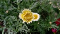 This is crown daisy flower looking so beautiful. And the colour is white and yellow. The picture is taken in Closeup short.