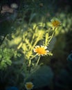 Crown daisy glebionis coronaria flowers blooming at backyard garden in Dallas, Texas, America