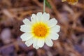 Crown daisy (Glebionis coronaria) flowers during spring Royalty Free Stock Photo