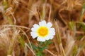 Crown daisy (Glebionis coronaria) flowers during spring Royalty Free Stock Photo