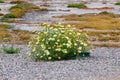 Crown daisy (Glebionis coronaria) flowers during spring Royalty Free Stock Photo