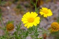 Crown daisy (Glebionis coronaria) flowers during spring Royalty Free Stock Photo