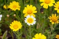 Crown daisy (Glebionis coronaria) flowers during spring Royalty Free Stock Photo