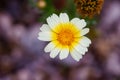 Crown daisy (Glebionis coronaria) flowers during spring Royalty Free Stock Photo
