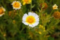 Crown daisy (Glebionis coronaria) flowers during spring Royalty Free Stock Photo