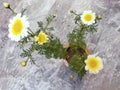 Crown daisy plant with white flowers and yellow center Royalty Free Stock Photo