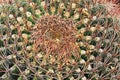 Crown of a Fishhook Barrel Cactus in Arizona Royalty Free Stock Photo