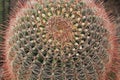 Crown of a Fishhook Barrel Cactus in Arizona Royalty Free Stock Photo