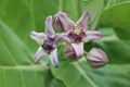 Crown flower - Calotropis