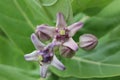 Crown flower - Calotropis