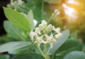 Crown flower. Calotropis or Dok rak flower of love in Thai Royalty Free Stock Photo