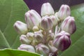 CROWN FLOWER CALOTROPIS GIANTEA