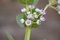 Medicinal Crown flower. Royalty Free Stock Photo