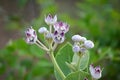 Medicinal Crown flower. Royalty Free Stock Photo