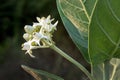 Crown Flower, Giant Indian Milkweed,.