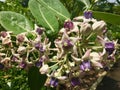 Crown flower - Giant indian milkweed flower