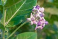 crown flower, giant Indian milkweed, gigantic, swallowwort Royalty Free Stock Photo