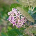 crown flower, giant Indian milkweed, gigantic, swallowwort Royalty Free Stock Photo